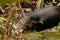 Baird's tapir sleeping in Corcovado national park, Osa peninsula, Costa Rica