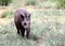 Baird\'s tapir walking in forest in search of food