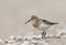 Bairds Strandloper, Bairds Sandpiper, Calidris bairdii