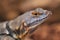 Baja blue rock lizard