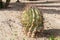 Baja california cactus close up