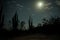Baja California trip night cactus view during moon light Mexican desert