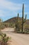 Bajada Loop Drive lined with Saguaro and Prickly Pear Cacti and creosote bushes in Saguaro National park