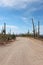 Bajada Loop Drive, a sandy road through the desert of Saguaro National Park West lined by various cacti and vegetation