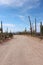 Bajada Loop Drive, a sandy road through the desert of Saguaro National Park West in Tucson, Arizona