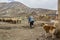 BAJGIRAN, IRAN - APRIL 17, 2018: Sheep herding in Bajgiran village, Ir