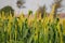 Bajra fields in Somnath gujarat,millet or sorghum plant views in a farmland,cultivation pearls millet fields,pearls production of