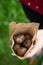 Baked chestnuts in a paper bag