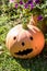 Baked clay pumpkin in the garden.One of the symbols of Halloween