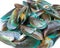 Baked green mussels on white