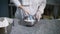 Baker mixes the dough in a metal bowl for the preparation of tasty cookies. Kitchen worker in white uniform and