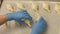 Baker putting croissant on paper in tray for baking in oven on bakery kitchen