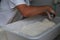 Bakers making handmade loaves of bread in a family bakery shaping the dough into tradional shapes. Working hands kneading bread