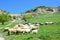 Bakhchisaray, herd of goats and sheeps grazing in the beam Maryam-Dere in sunny spring day in front of the cave town Chufut-Kale.