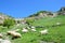 Bakhchisaray, herd of goats and sheeps grazing in the beam Maryam-Dere in sunny spring day in front of the cave town Chufut-Kale.