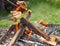 Baking sausages on the campfire.