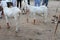 Bakra Mandi, Goat or Bull market, Animal Market Local animals