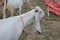 Bakra Mandi, Goat or Bull market, Animal Market  in Pakistan