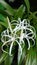 Bakung Air Mancur or Hymenocallis Speciosa