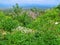 Balance between nature and urbanization - view from peak of the mountain to Khust. Spring flowers and bright greens in the foregro