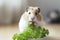 Balanced diet for rodents: parsley leaves for hamsters