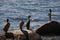 Balanced Rocks on Vancouver Beach