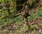 Balanced stone pyramid in green summer forest at vancouver island canada