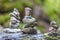 Balancing cairns in the forest