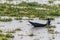 BALASWAR, BANGLADESH - NOVEMBER 19, 2016: Lone man in a canoe on Balaswar river, Banglade