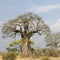 Balboa tree in the Serengeti