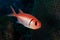 Balckbar Soldierfish (Myripristis jacobus)