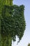 Balcony on the building entwined with green leaves tripointed maiden vine on the street in Kyiv, Ukraine, closeup. Ecology and