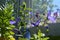 Balcony decorated by beautiful Platycodon flowers and other plants