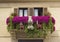 Balcony decorated with flowers petunias
