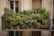 balcony filled with various types of herbs, creating a bountiful and fragrant garden