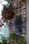 Balcony floriculture. Crassula planter, hung on a metal bracket, and plastic pots with lobelia and micromint