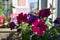 Balcony garden with potted petunia flowers. Home greening