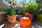 Balcony gardening. Petunia, osteospermum and other plants in flower pots and orange watering can in foreground