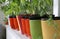 Balcony gardening, tomatoes and paprika