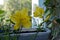 Balcony greening with plants in flower pots. Yellow day lily on blurred background of small garden