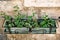 Balcony rectangular flower pot with various flowers and succulents.