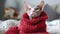 Bald cat of breed Canadian Sphynx in a knitted sweater clothes for animals.