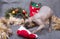 Bald cat canadian Sphynx, plays, Christmas decorations