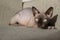 Bald cat lying on the couch watching, canadian Sphynx, pet