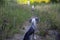 A bald Chinese crested dog is waiting for a small host on the path during a rural walk through a green meadow