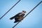 Bald common Myna sitting on a wire .