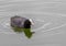 Bald coot at a pond in southern Germany