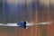 Bald-coot relaxes among water