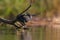 Bald coot sunbathes on a pond