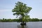 Bald Cypress